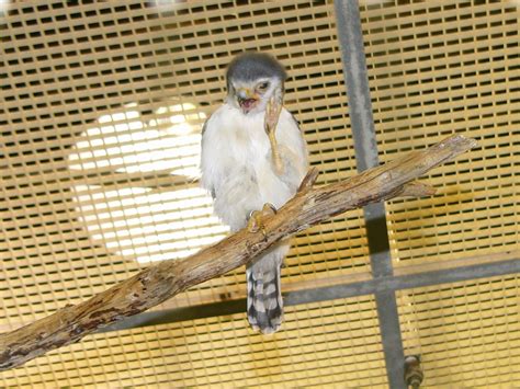 The Online Zoo - Pygmy Falcon