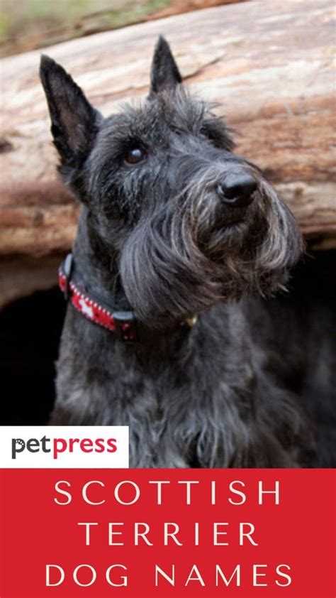 Top 125 Best Scottish Terrier Dog Names - PetPress