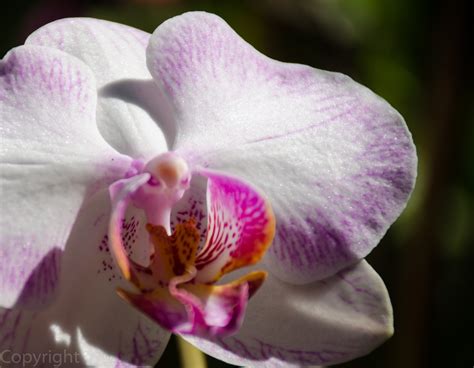 A Garden of Orchids for You | A New Day: Living Life Almost Gracefully