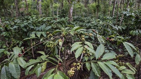 Sejarah Kopi, Puluhan Perkebunan Kopi Lama Masih Eksis - Travel Tempo.co