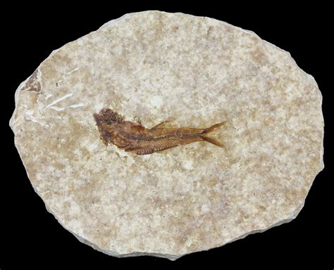 1.5" Knightia Fossil Fish - Wyoming (#60840) For Sale - FossilEra.com