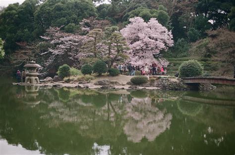 Annual cherry blossom spot. Shinjuku-Gyoen national park. : r/japanpics