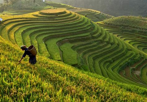 10 Terrace Farming Around The World | Types Of Farming