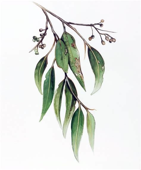 Eucalyptus Leaves and Gum Nuts painting (Size A2) - Limited edition ...