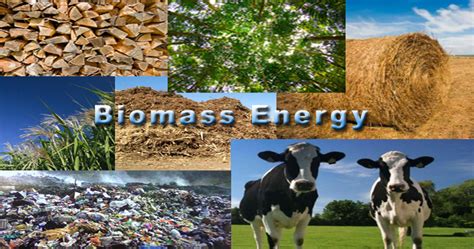 Is Biomass Energy Really A Renewable Energy Source? - Waste to Energy ...