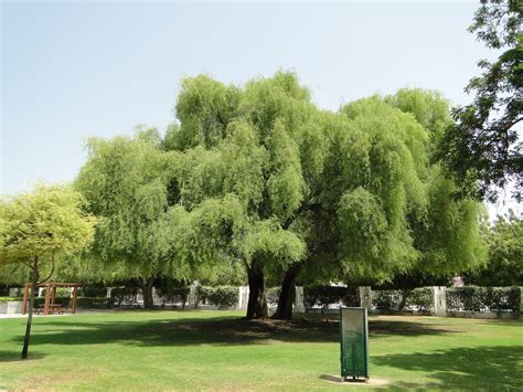 Prosopis cineraria or Ghaf Tree شجرة الغاف | Cineraria, Tree, Plant care