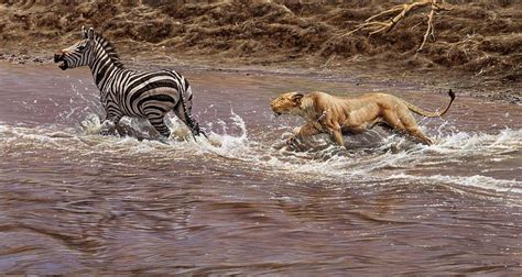 Closing In - Lion Chasing a Zebra Painting by Alan M Hunt - Fine Art America