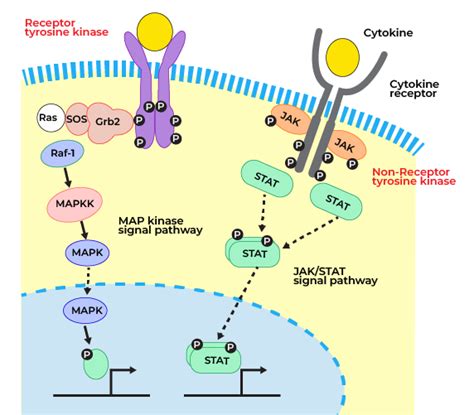 Non Receptor Tyrosine Kinase Mediated Cell Signaling