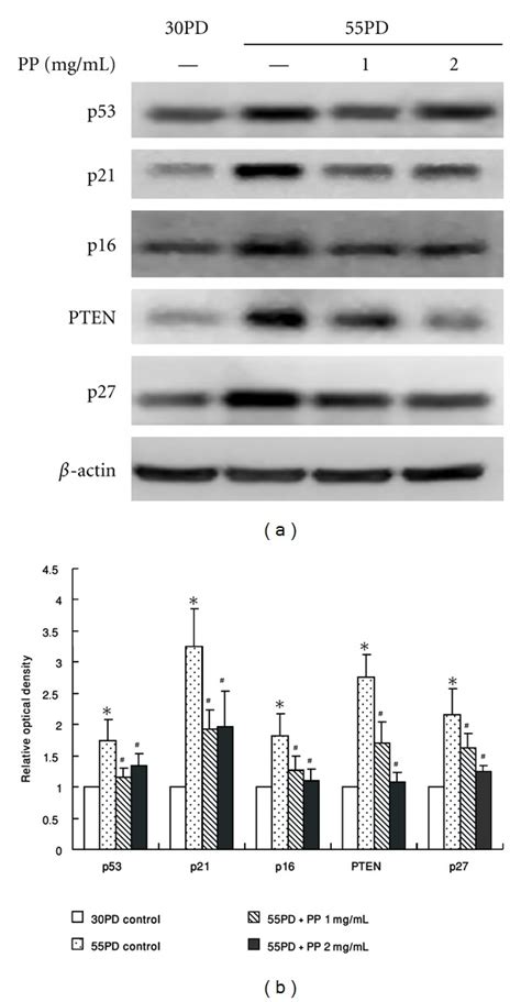 (a) Protein levels of p53, p21, p16, PTEN, and p27 in 2BS cells grown... | Download Scientific ...