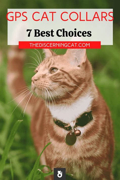 GPS Cat Collars: 7 Best Choices | Gps cat collar, Cat collars, Cat gps