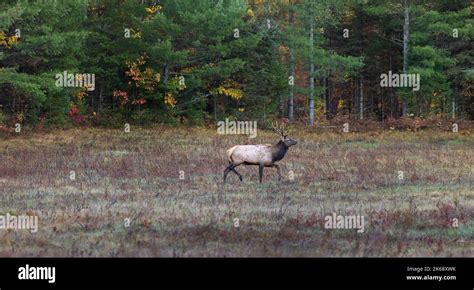 Bull elk in Clam Lake, Wisconsin Stock Photo - Alamy