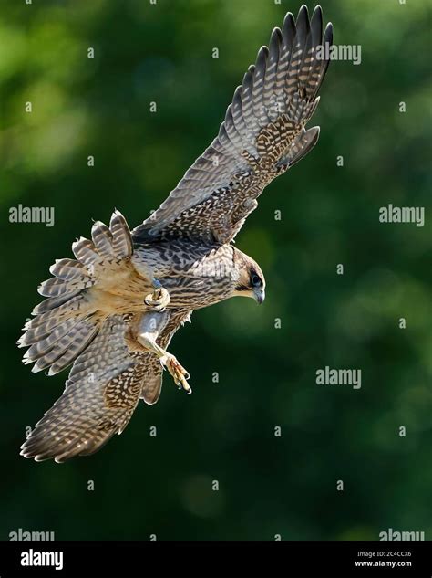 Juvenile Peregrine falcon in its natural habitat at Stevns klint ...