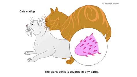 Cats Mating Diagram