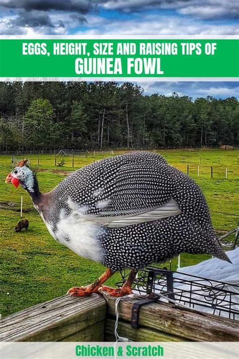 Guinea Fowl: Eggs, Height, Size and Raising Tips