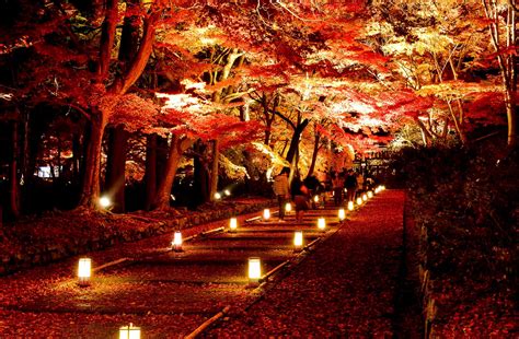 Enjoy beautiful light up at Kyoto’s temples at night | Kyoto travel, Kyoto temple, Beautiful ...