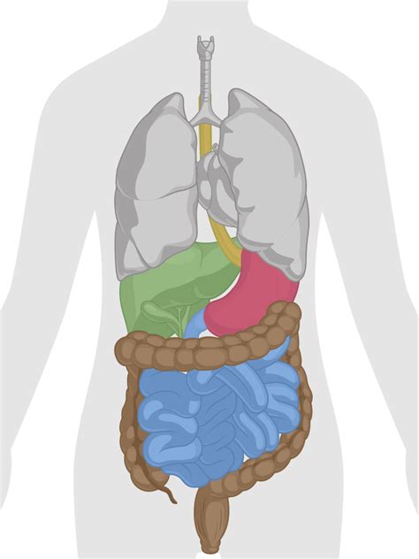 Free Human Body Parts Download Free Human Body Parts - vrogue.co