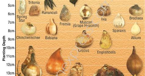 Garden Express Bulb Identification and Bulb Planting Depth Guide | Perennials & Bulbs ...