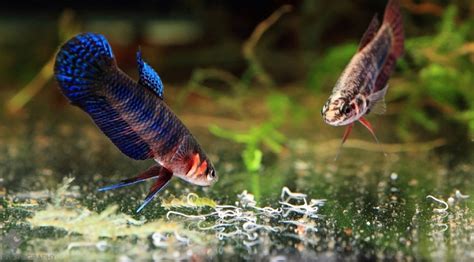 API® Blog | Fish Learning Fridays | White & Grindal Worms Hatchery