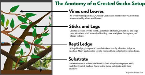 Setting up a Crested Gecko Habitat (Step-by-Step Guide)