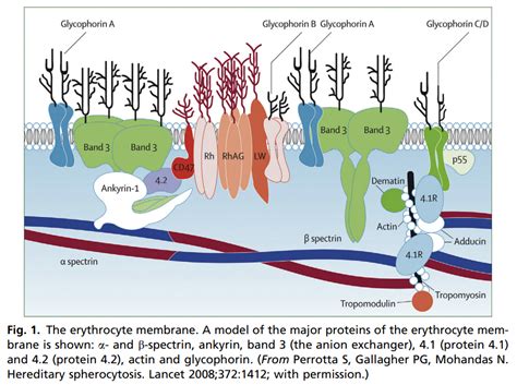 What are the components of the red blood cell membrane? • The Blood Project