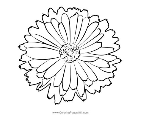 Beautiful Marigold Coloring Page for Kids - Free Marigolds Printable Coloring Pages Online for ...