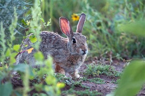 Cottontail, Denver, Colorado | Sean Crane Photography