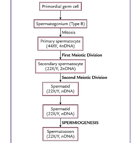 Spermatogenesis Process, Stages, Duration and Diagrams - Jotscroll