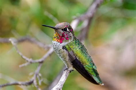 Juvenile Male Anna's Hummingbird Photograph by Evelyn Harrison