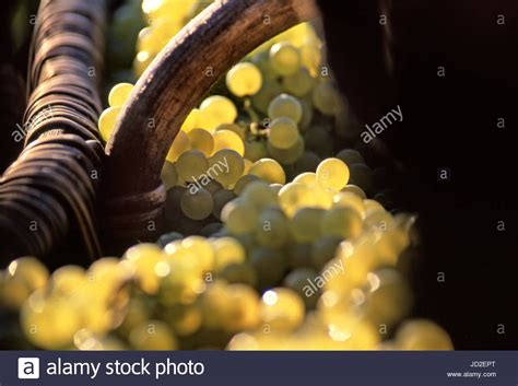Chardonnay grapes traditional baskets hi-res stock photography and images - Alamy
