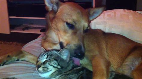 My dog licking the cat - YouTube