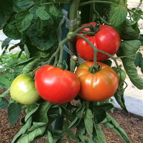 Tomato Varieties, Types of Tomatoes, Heirloom Tomatoes