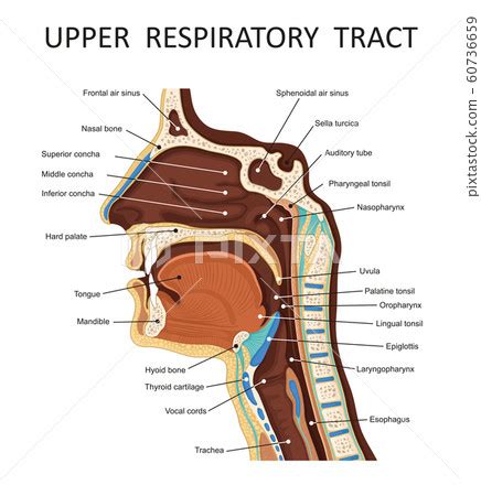 Upper respiratory tract. Anatomy - nose, throat... - Stock Illustration ...