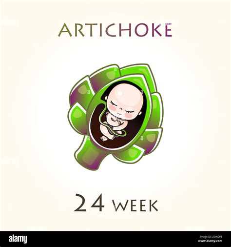 Fetal development 24 weeks Stock Vector Images - Alamy