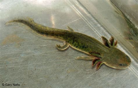 California Tiger Salamander - Ambystoma californiense