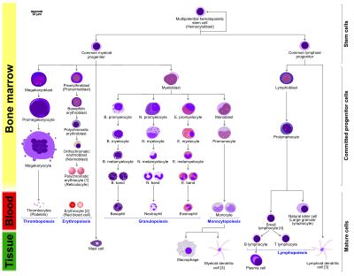 Myeloid tissue - Wikipedia