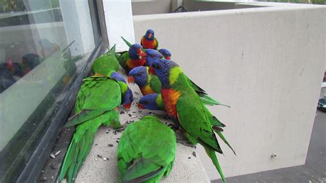 Rainbow lorikeet seed feeding frenzy - YouTube