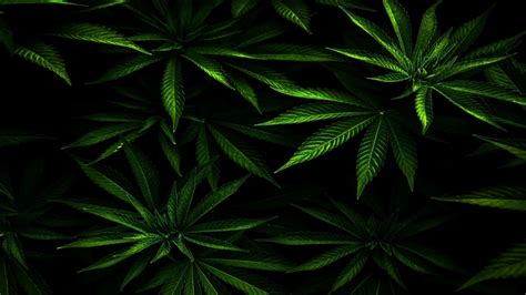 Download 4k Marijuana Leaves Wallpaper | Wallpapers.com