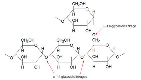 Glycogen Metabolism Flashcards | Quizlet