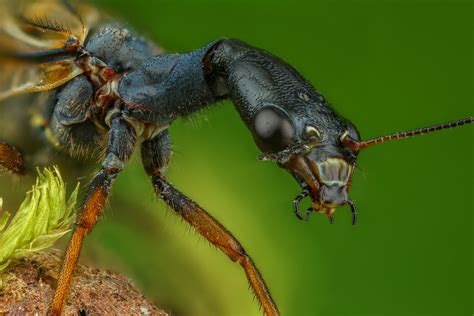 Raphidioptera - Andrew Shapovalov on Fstoppers