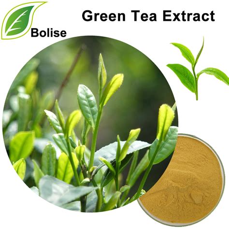 Green Tea Extract,Green Tea Extract Suppliers,Green Tea Extract ...