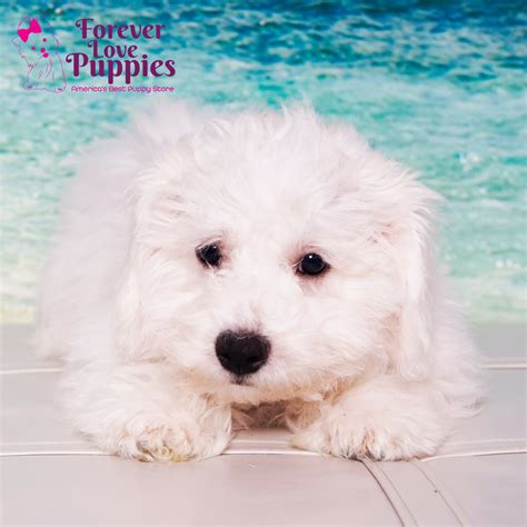 Bichon Frise Puppies for Sale | Forever Love Puppies