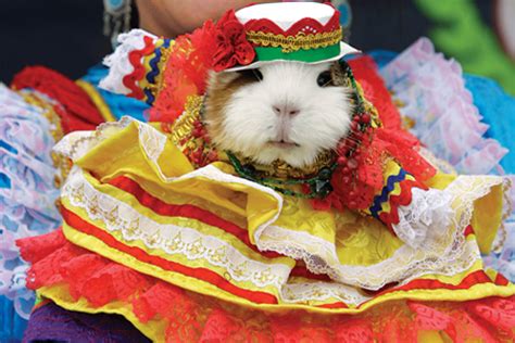 Peruvian Guinea Pig Festival