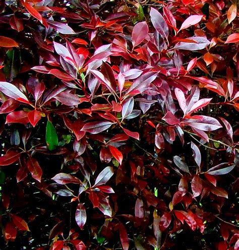 Photinia Red Robin Photograph by Linda Chambers - Fine Art America