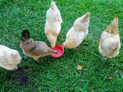 Natural Chicken Dewormer