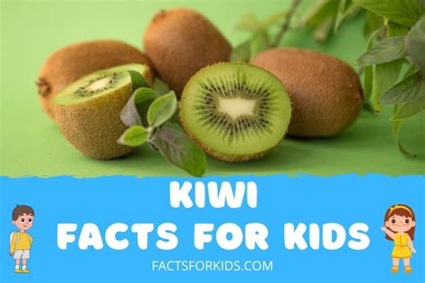 17 Kiwi Fruit Facts For Kids That Will Surprise You – Facts For Kids