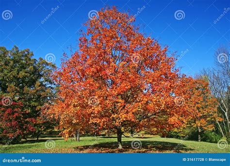 Colorful Autumn Leaves at Botanic Garden in Chicago Stock Photo - Image ...