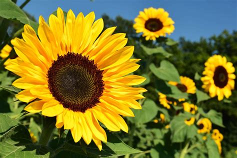 Semillas de Girasol: beneficios, propiedades, para que sirven y más - Culturas Del Mundo