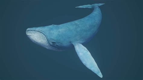 Blue Whale - 3D Model by JazzCouaina