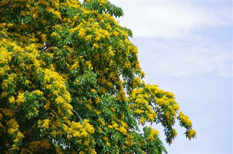 Trees and Plants: Angsana