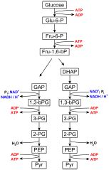 Identify the reactants and products of glycolysis, describing when and where ATP is used and ...